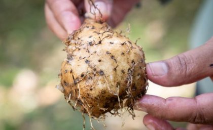 a close up of fingers holding an onion-shaped brown ball with roots growing from it 